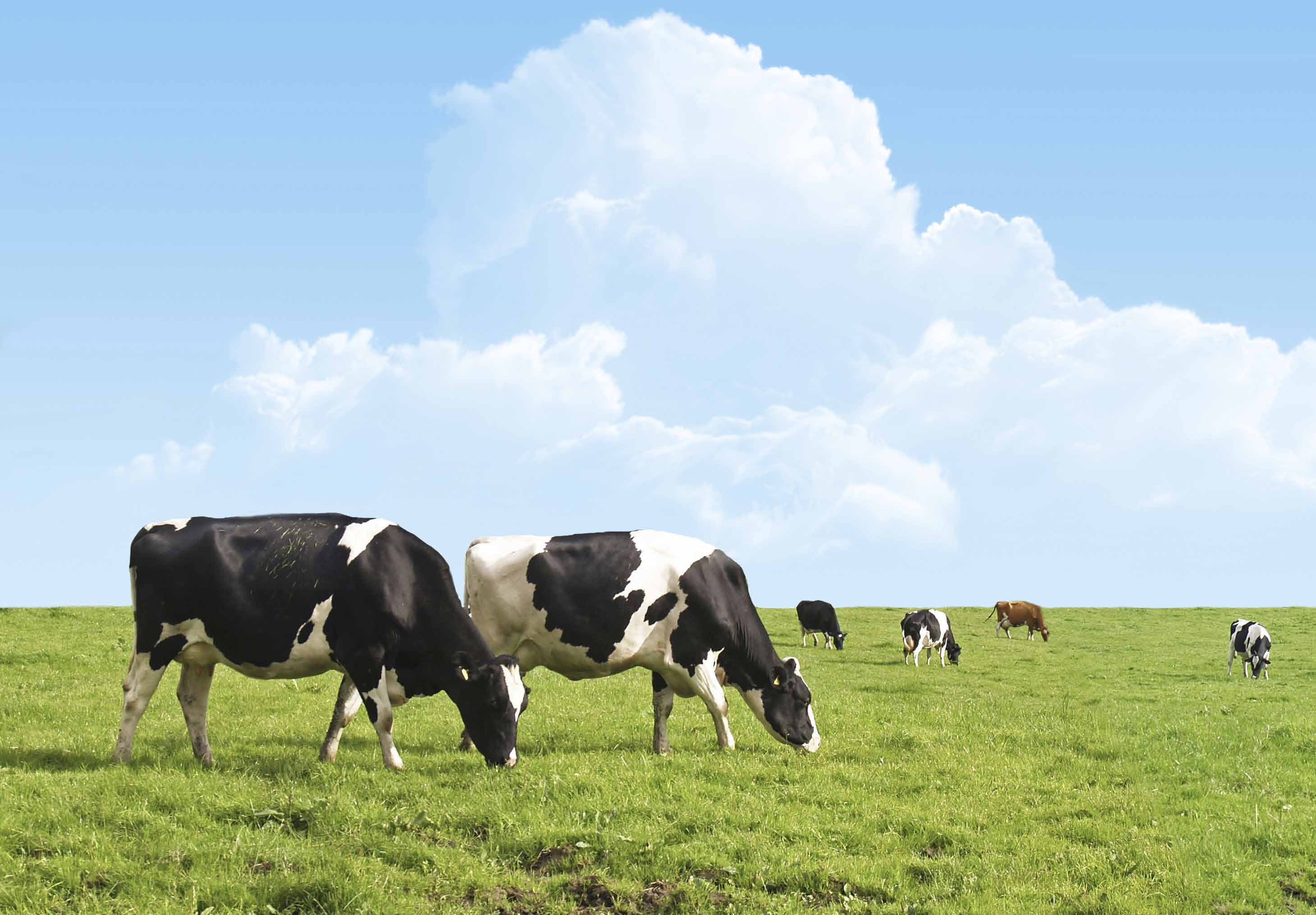 La dimensión política de las éticas animales