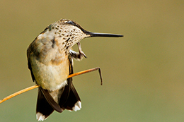 Colibrí berilio